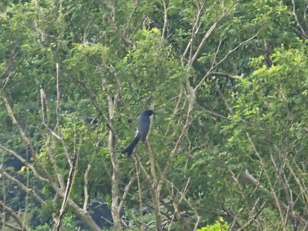 Black Drongo - ML645302307