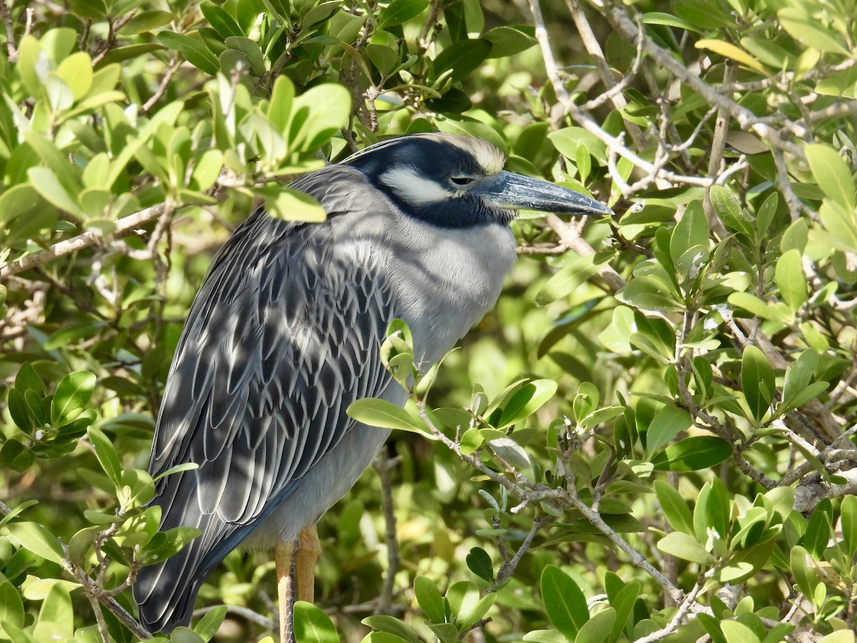 אנפת לילה צהובת-כיפה - ML645302308