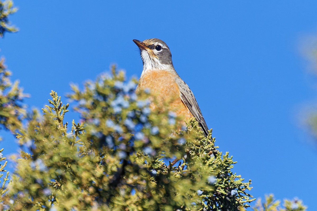 コマツグミ - ML645302327