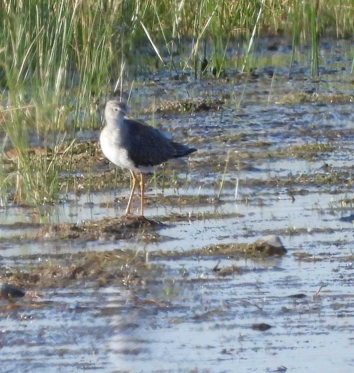 Greater Yellowlegs - ML645302329