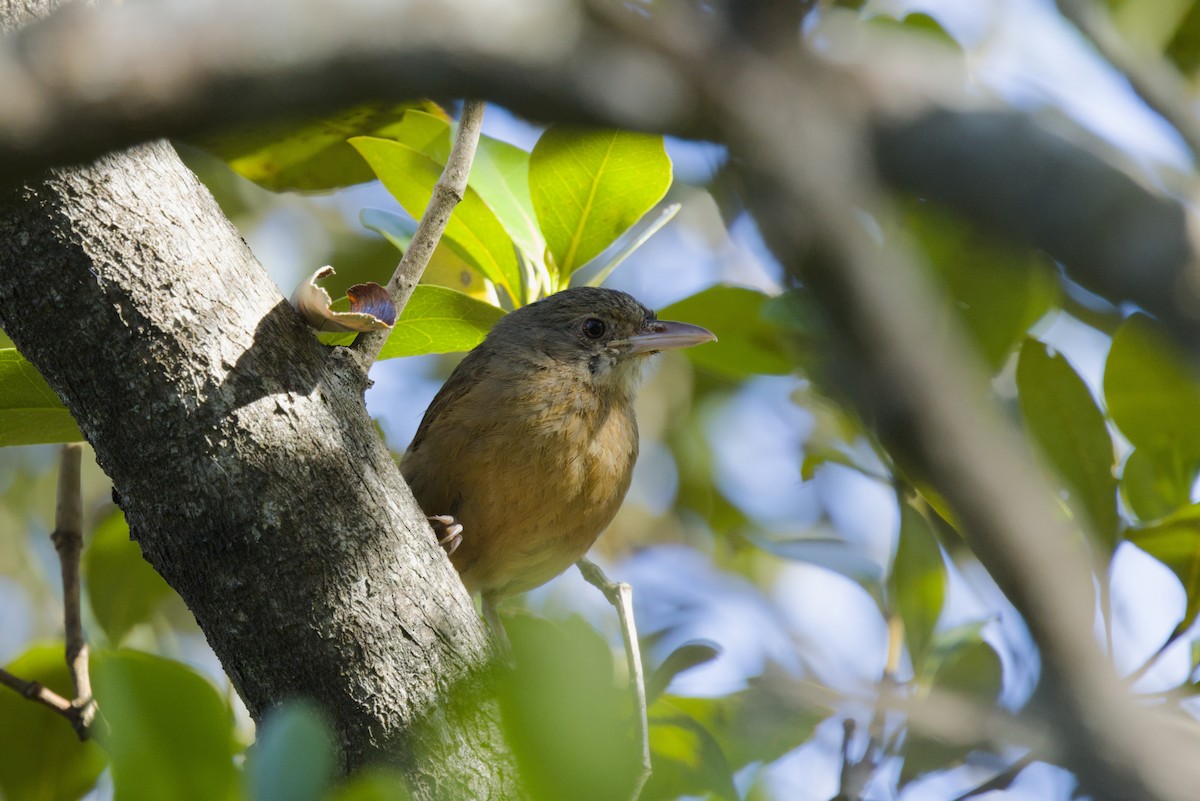 Little Shrikethrush (Rufous) - ML645302330