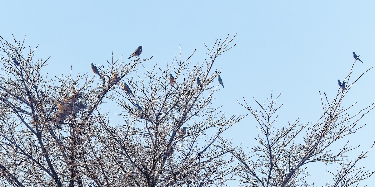 コマツグミ - ML645302331