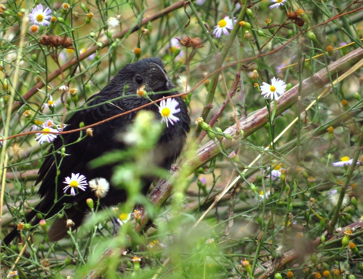 Groove-billed Ani - ML645302339