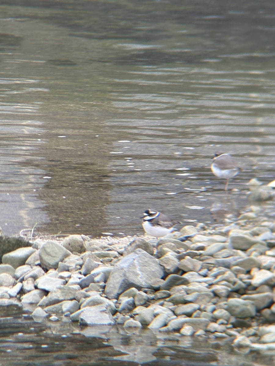 Long-billed Plover - ML645302347