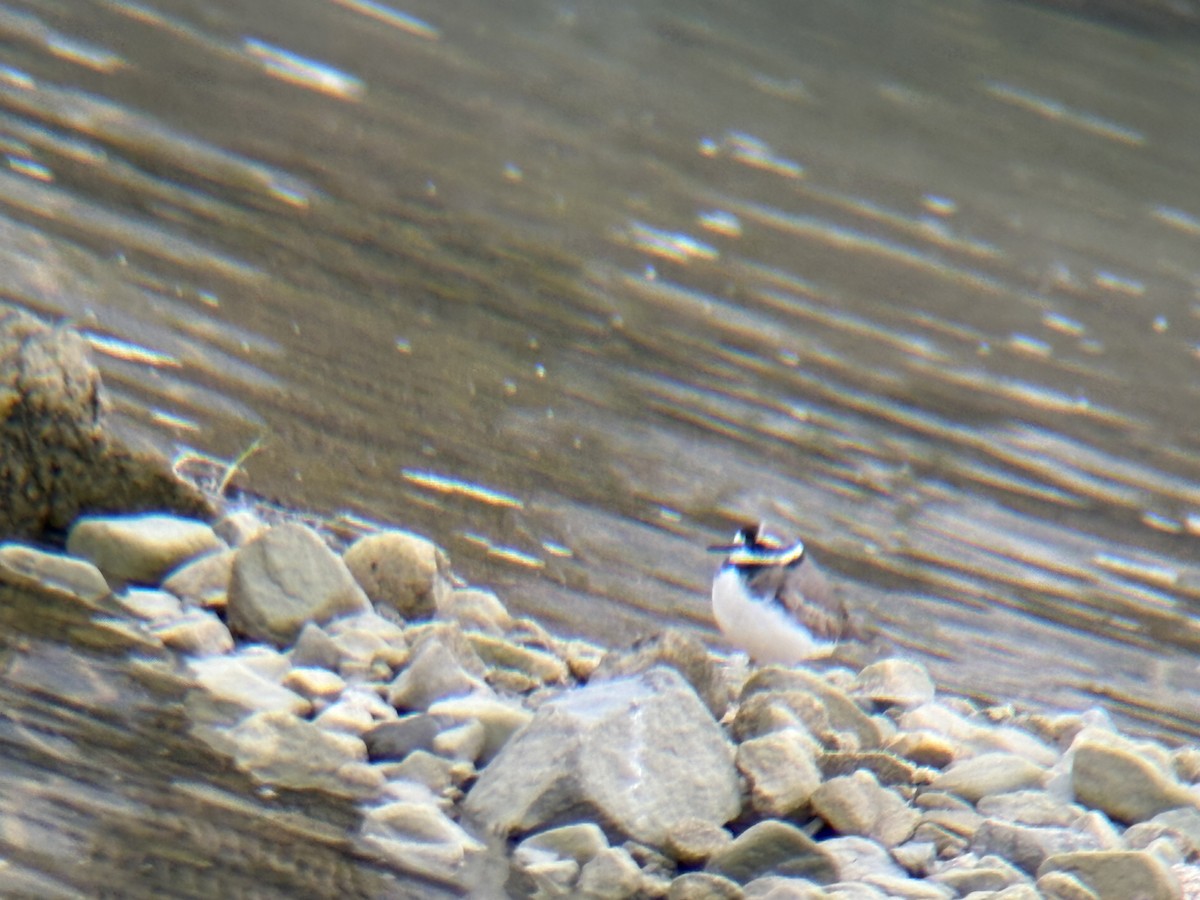 Long-billed Plover - ML645302348