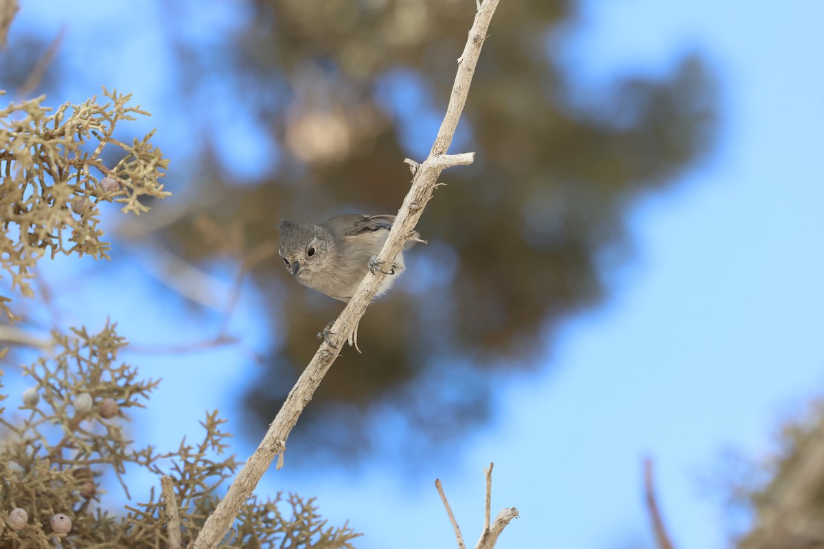 ヒガシハイエボシガラ - ML645302349