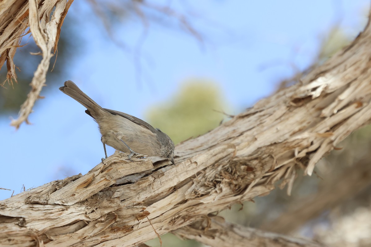 ヒガシハイエボシガラ - ML645302354