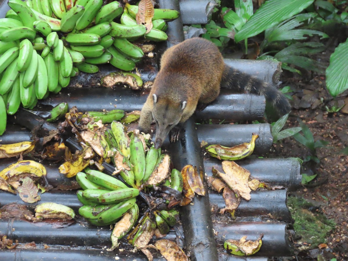 South American Coati - ML645302355