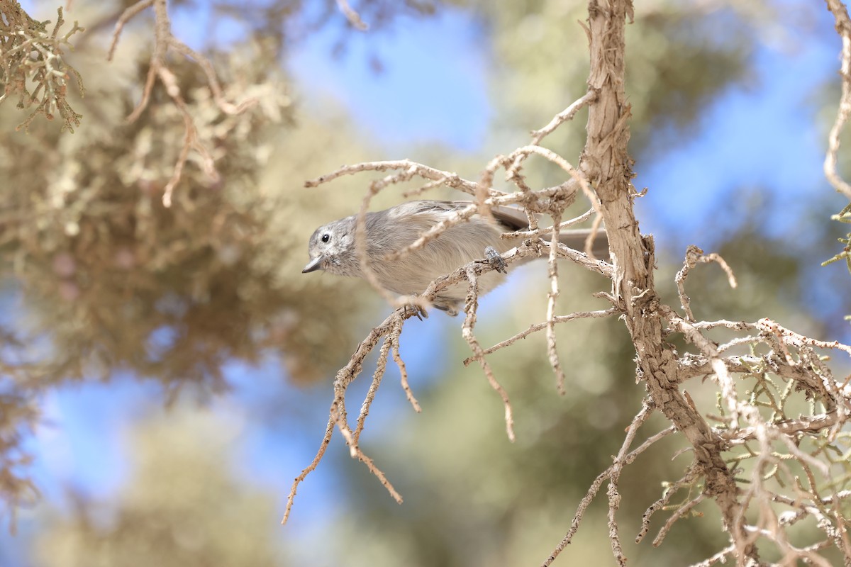 ヒガシハイエボシガラ - ML645302356