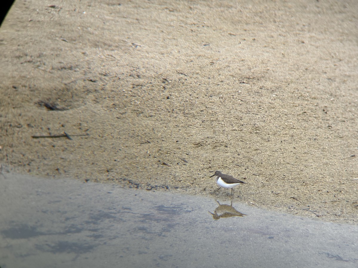 Common Sandpiper - ML645302357