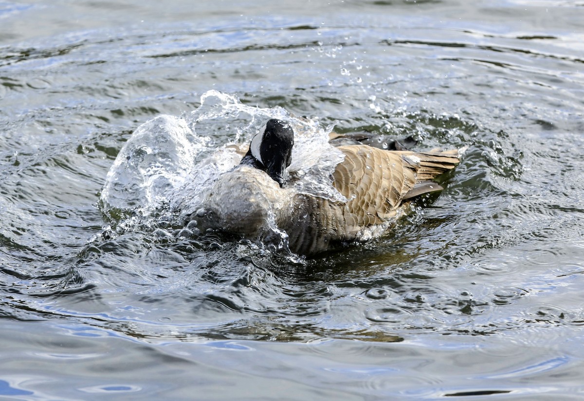 Barnacla Canadiense Grande - ML645302361