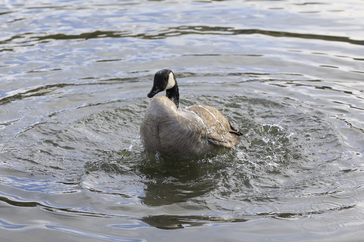 Barnacla Canadiense Grande - ML645302362