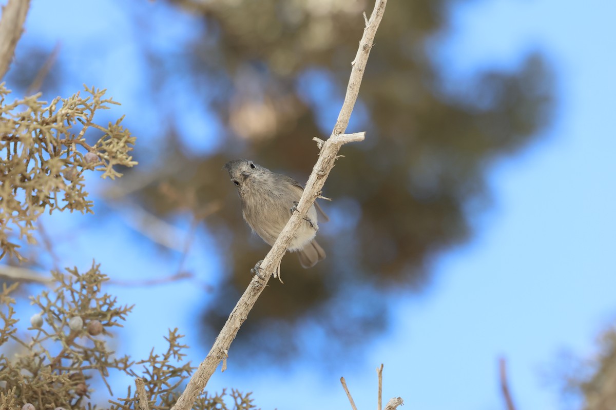 ヒガシハイエボシガラ - ML645302364