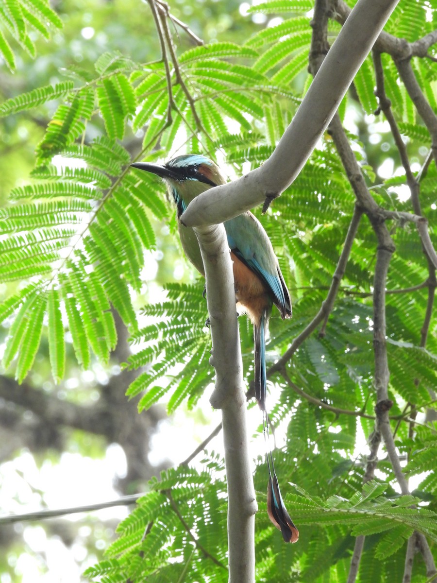 Момот рудочеревий - ML645302371