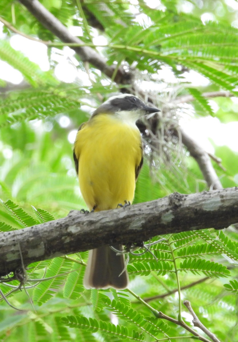 Sosyal Tiran - ML645302380