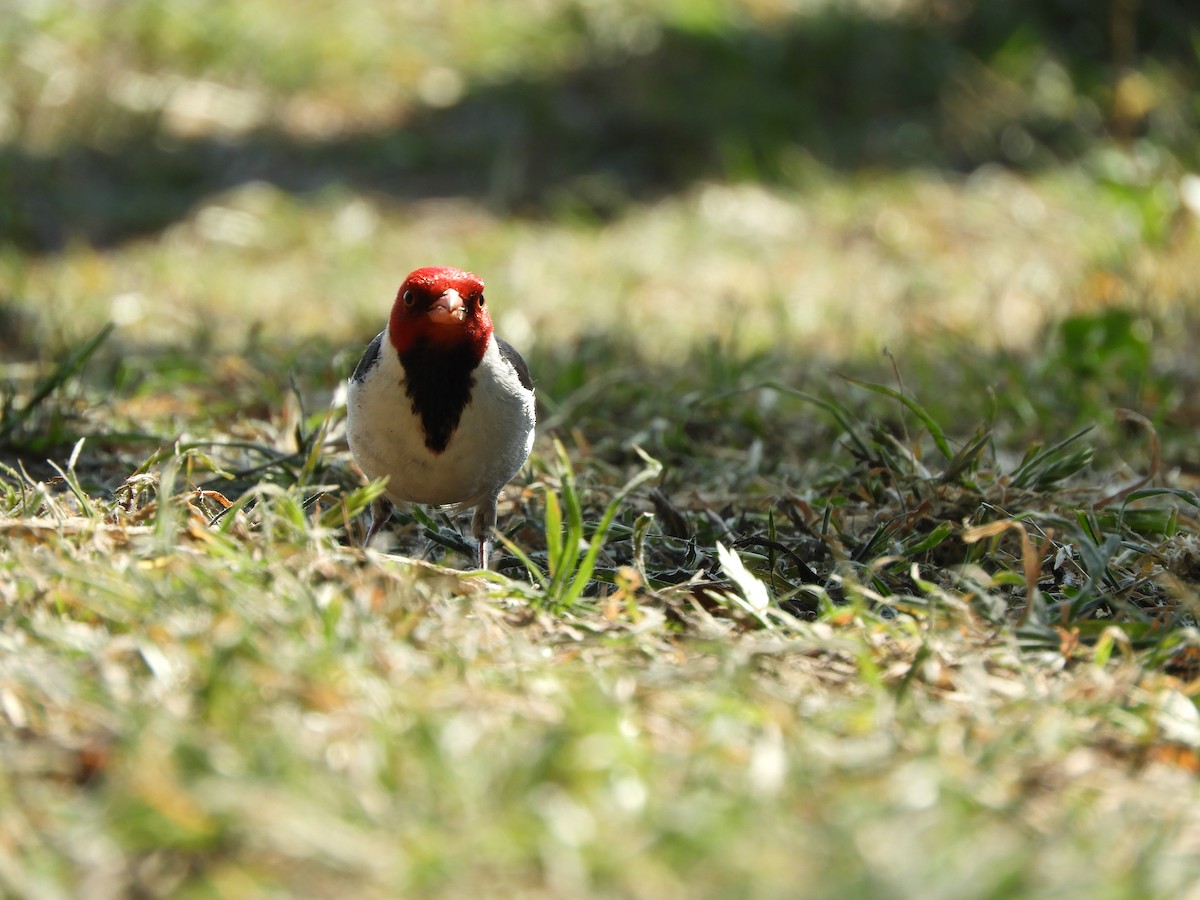 キバシコウカンチョウ - ML645302383