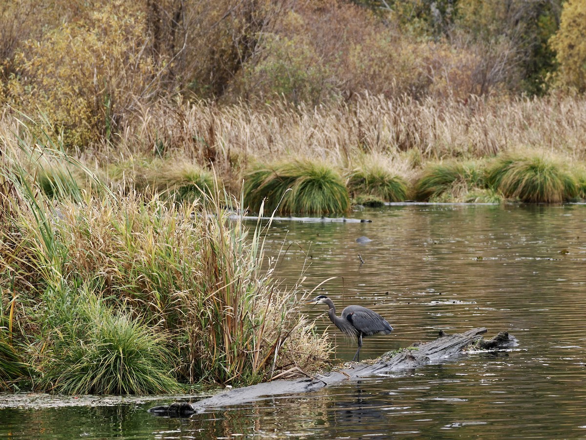 Great Blue Heron - ML645302385