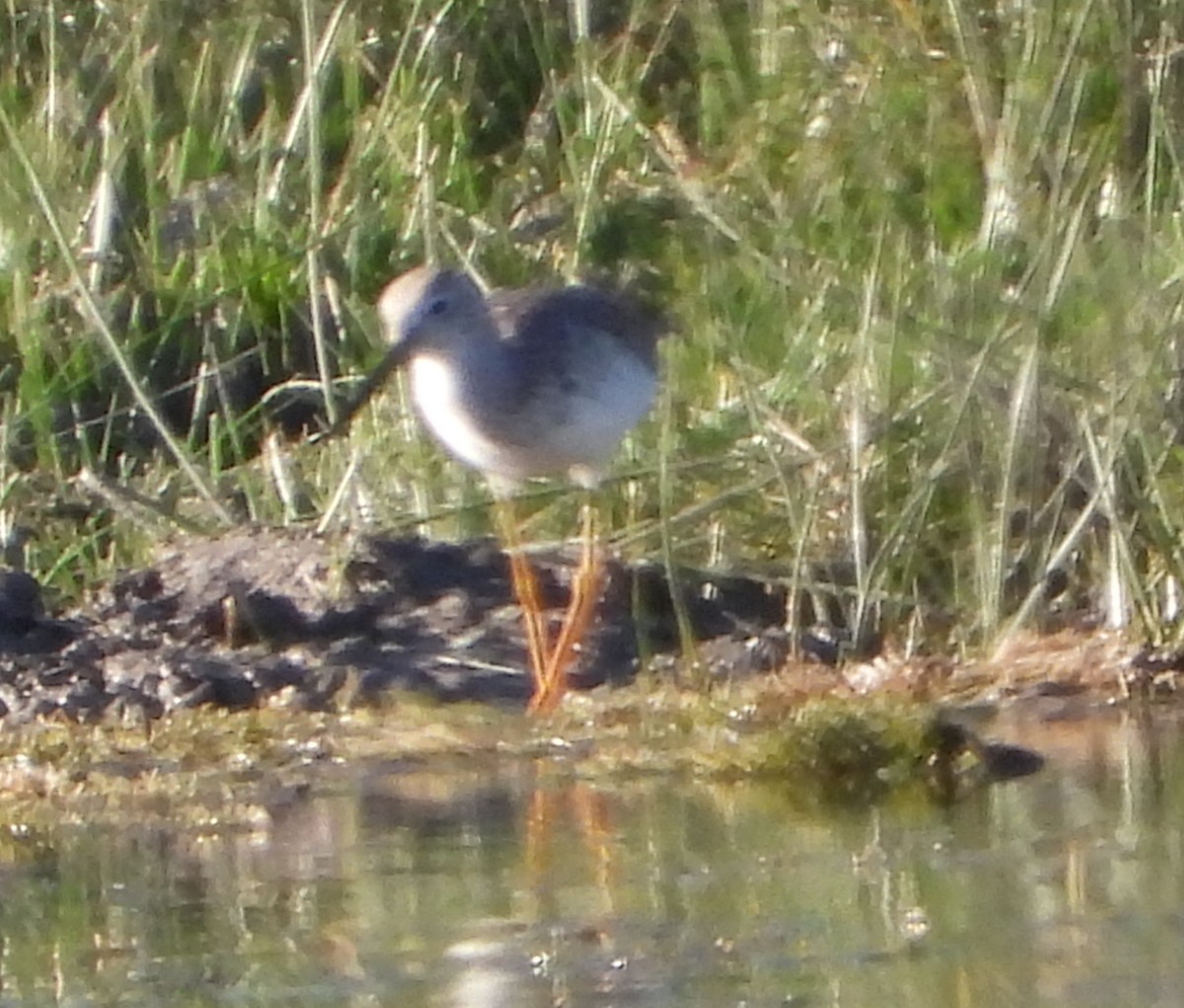 Greater Yellowlegs - ML645302392