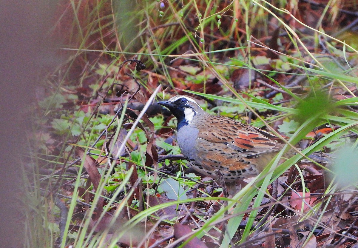 Spotted Quail-thrush - ML645302394
