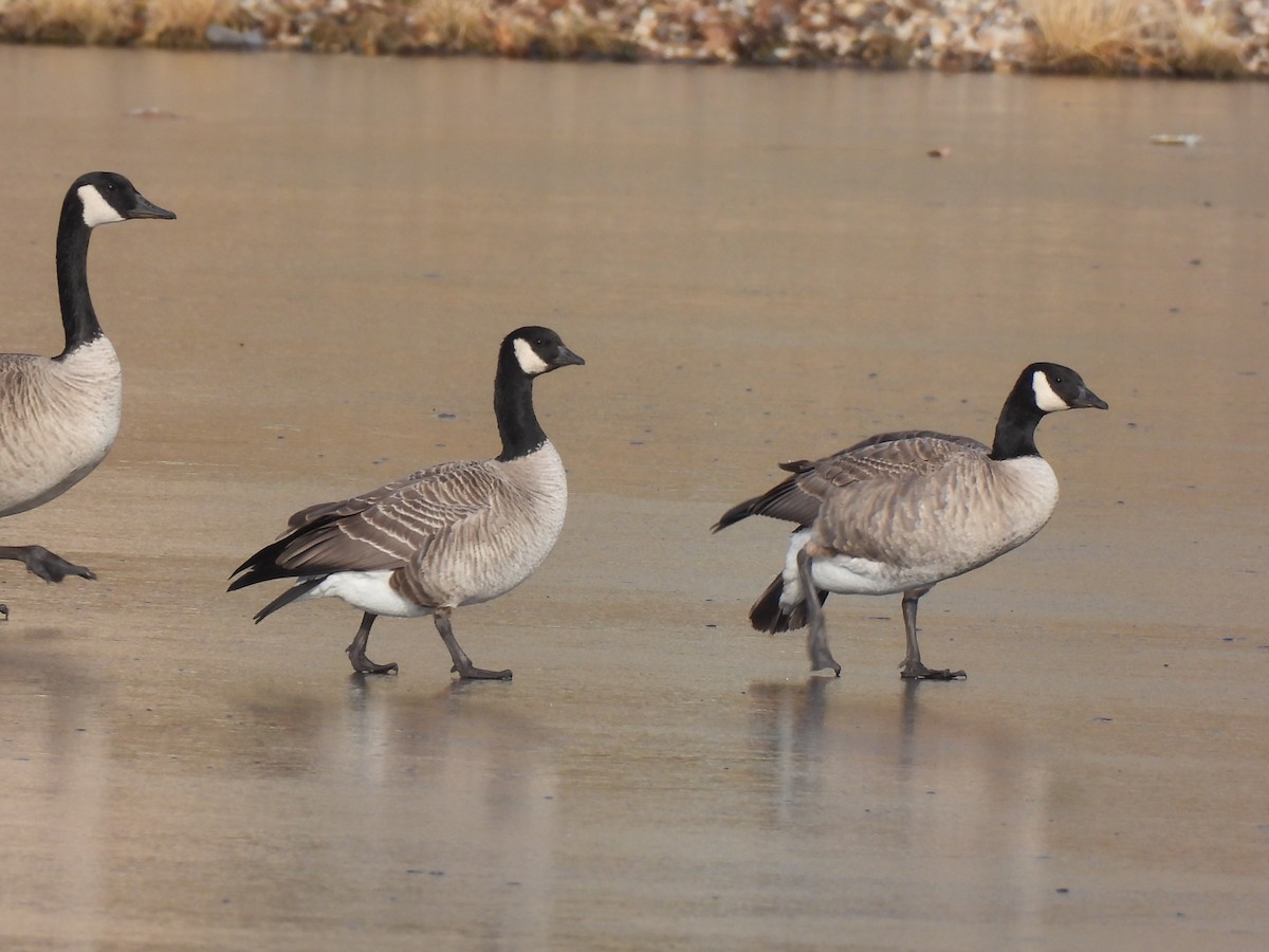 Cackling Goose - ML645302395