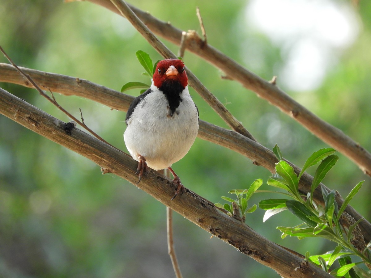 キバシコウカンチョウ - ML645302396