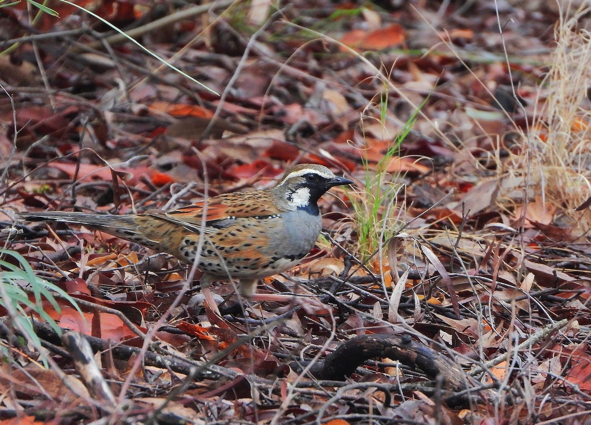 Spotted Quail-thrush - ML645302398