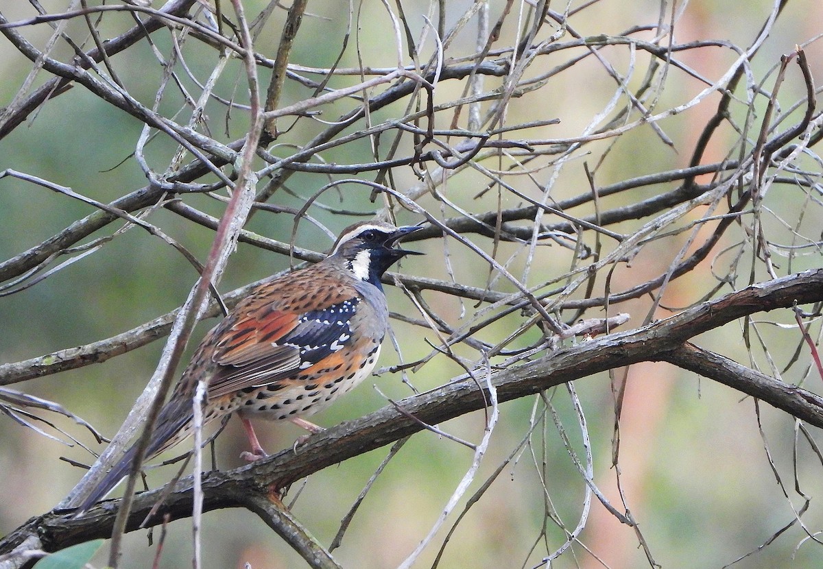 Spotted Quail-thrush - ML645302404