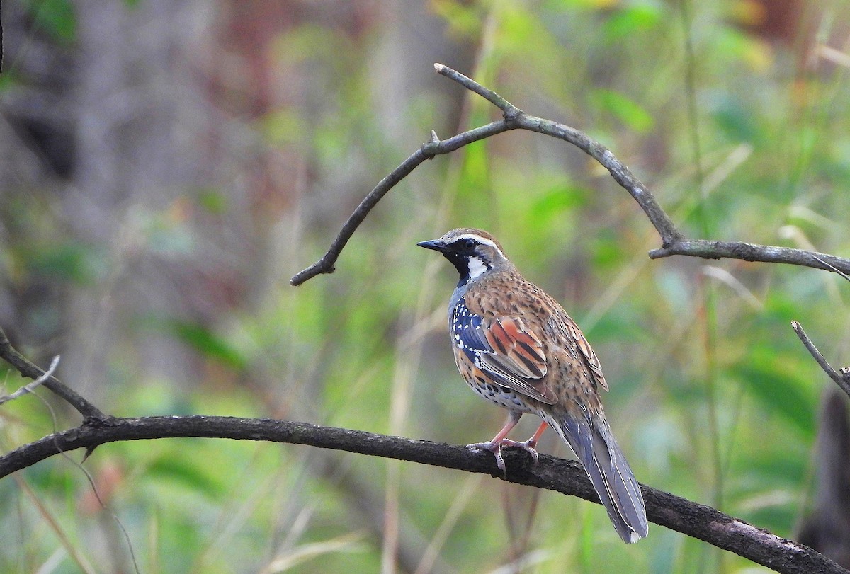 Spotted Quail-thrush - ML645302406