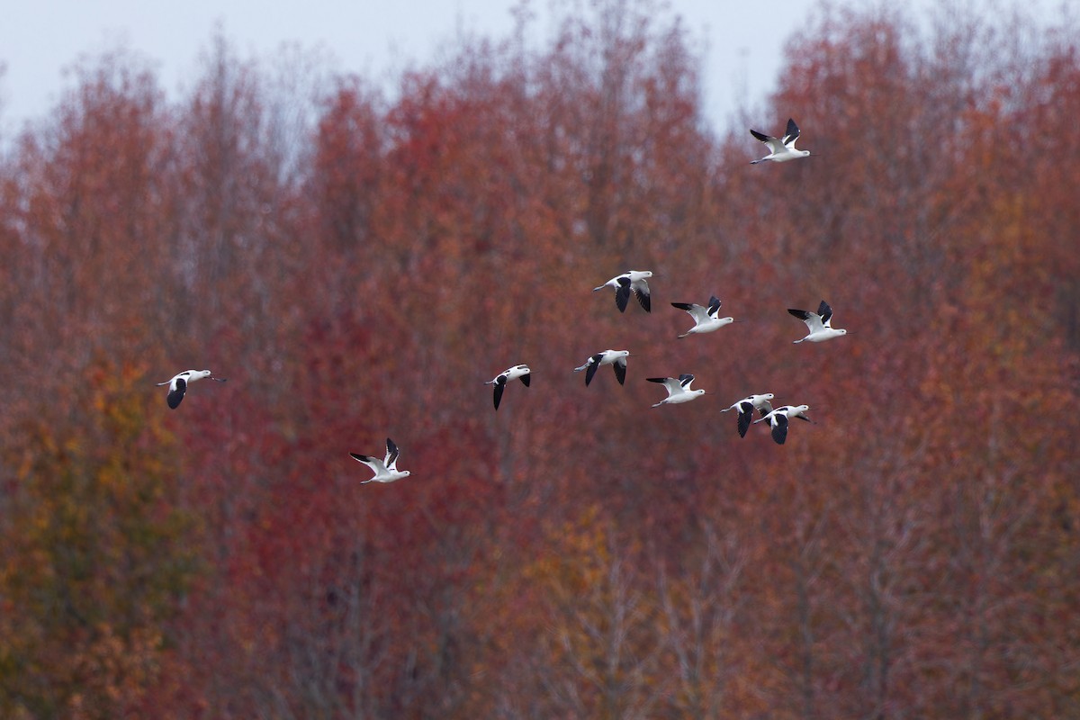 American Avocet - ML645302409