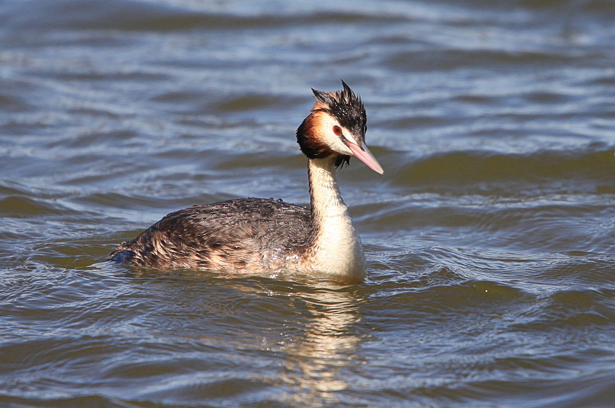 Great Crested Grebe - ML645302414