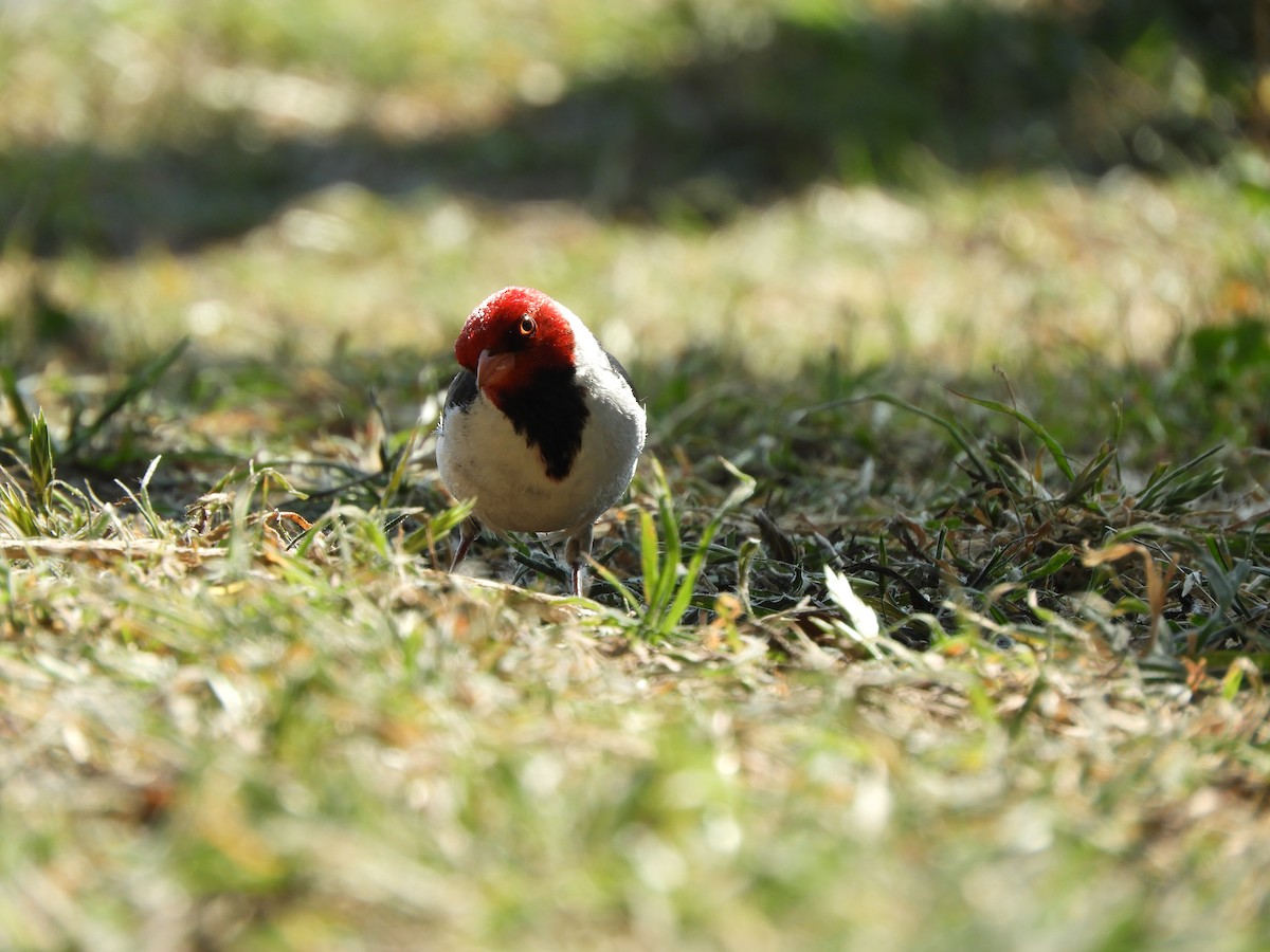 キバシコウカンチョウ - ML645302418