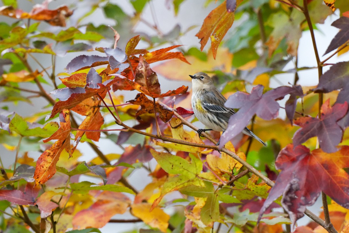 Yellow-rumped Warbler - ML645302421