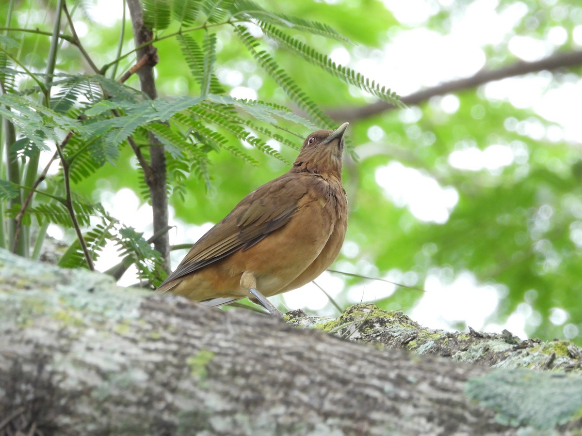 Merle fauve - ML645302423