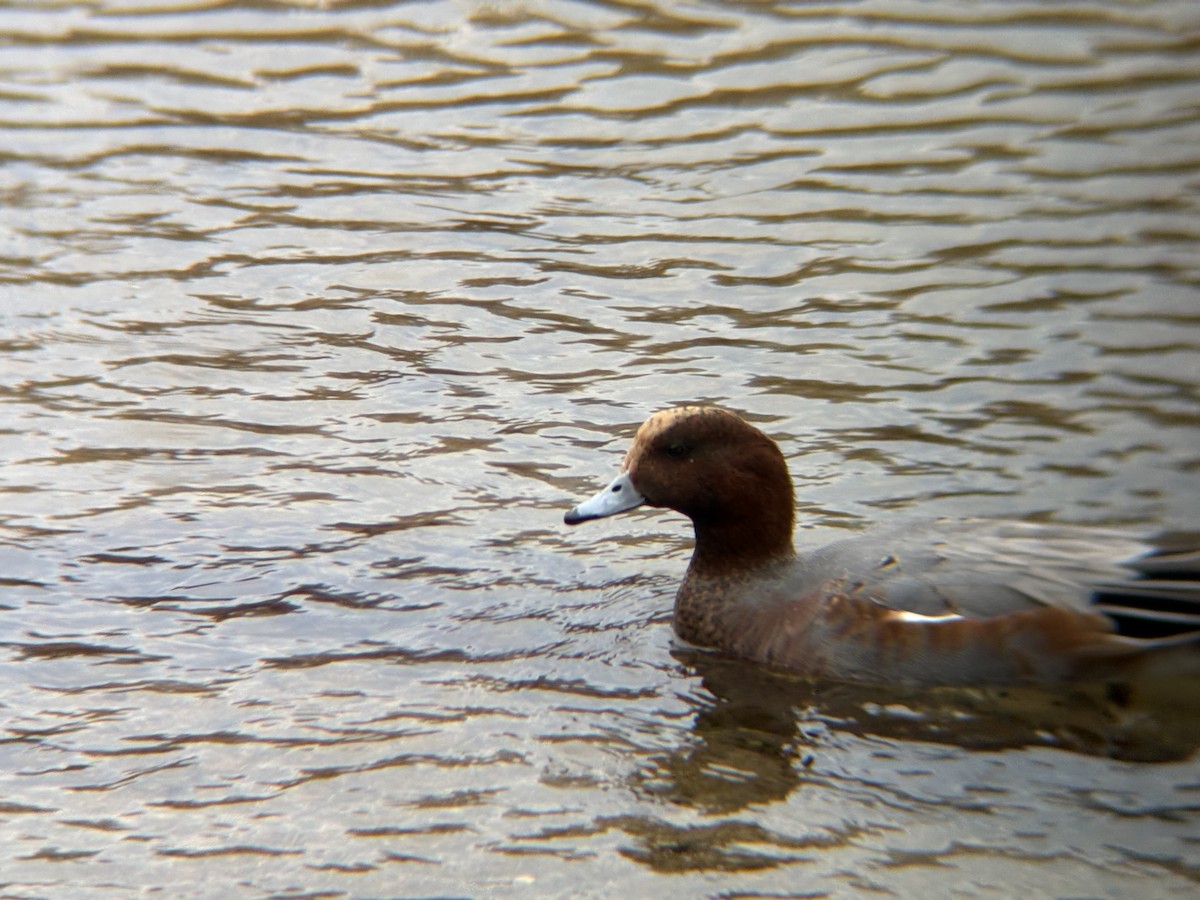 Eurasian Wigeon - ML645302443