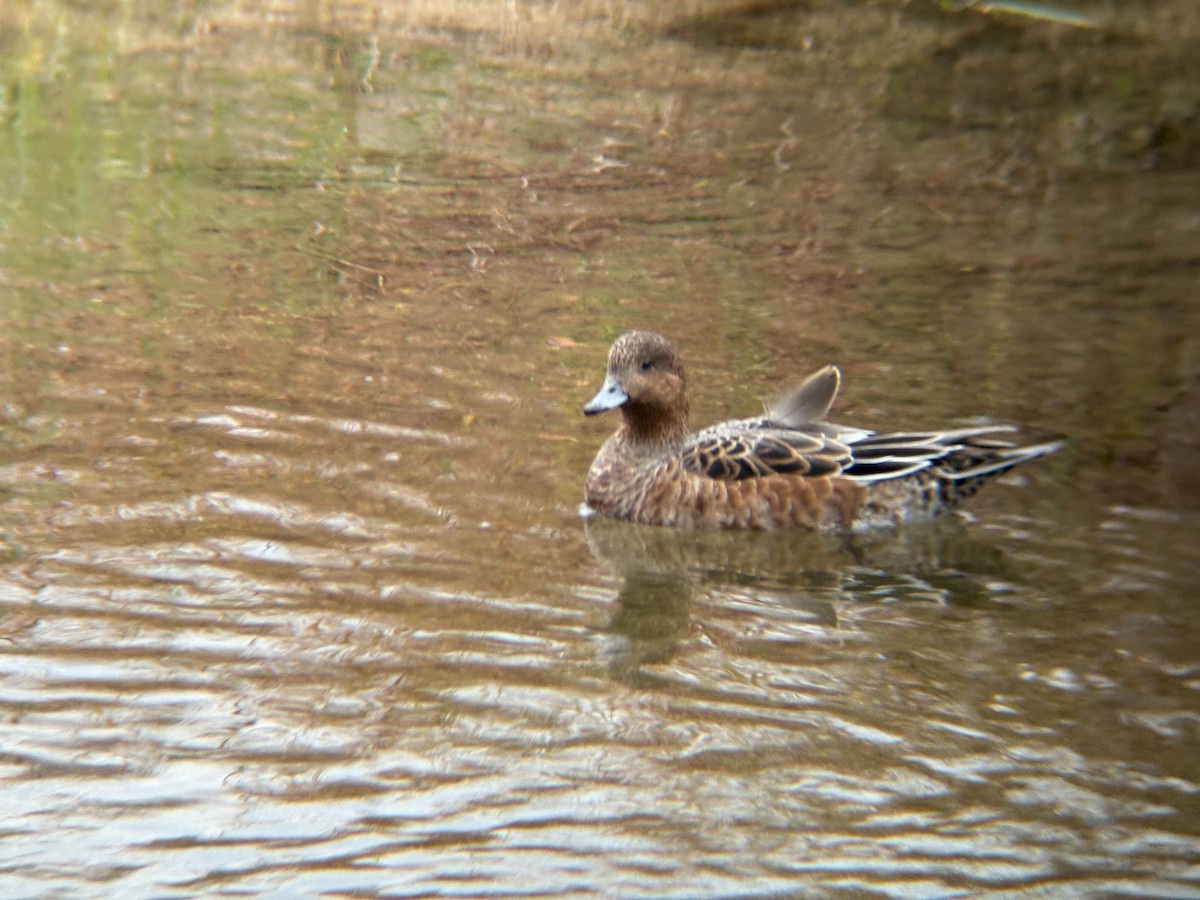 Eurasian Wigeon - ML645302444