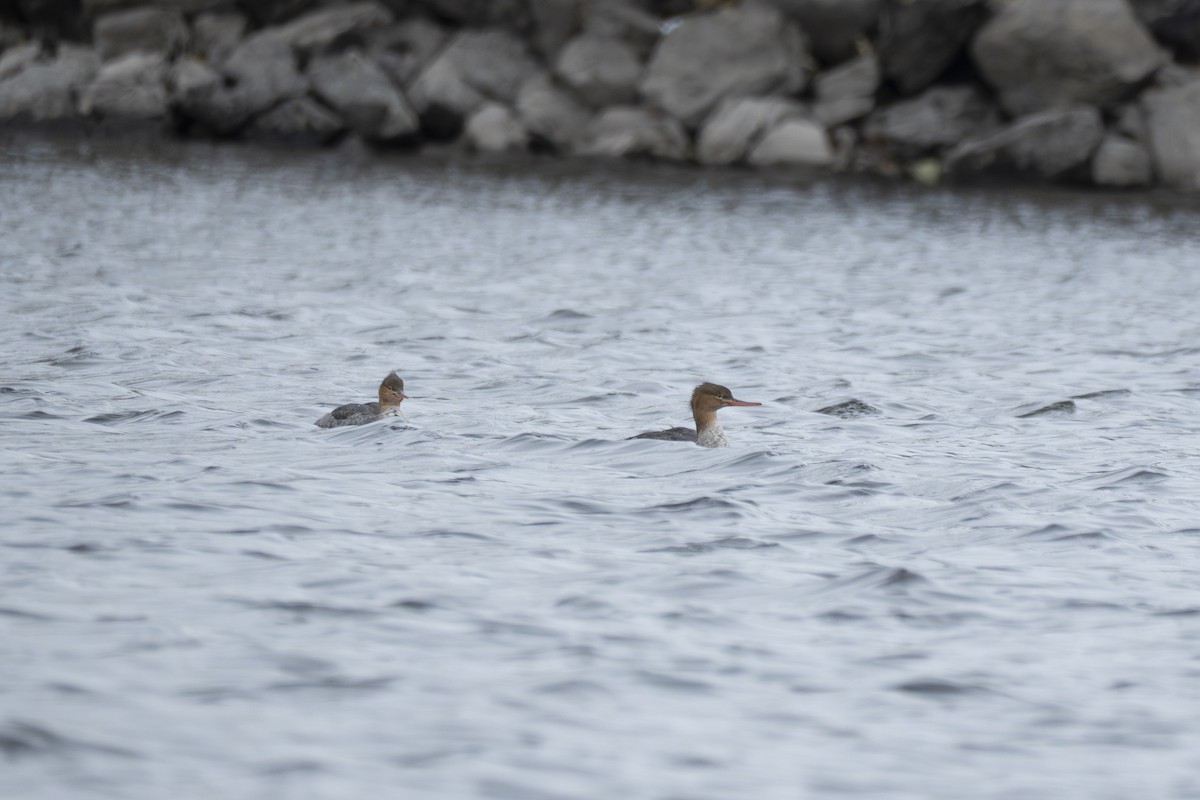 מרגון בינוני - ML645302445