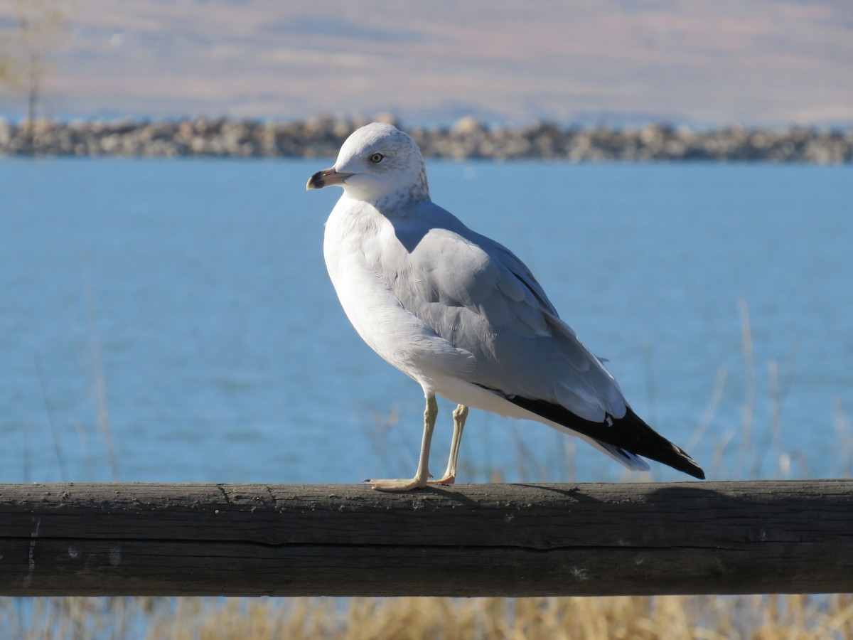 Halkalı Martı - ML645302453