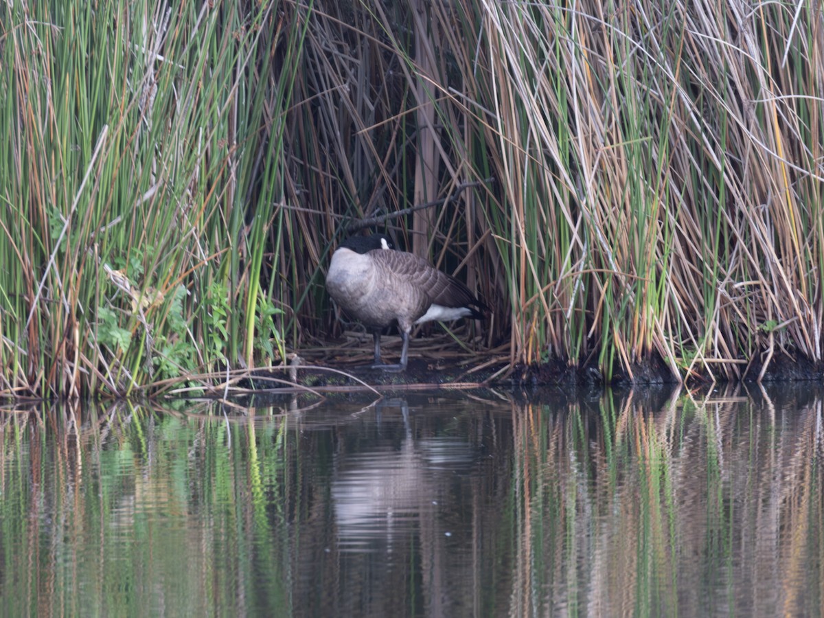 Barnacla Canadiense Grande - ML645302462