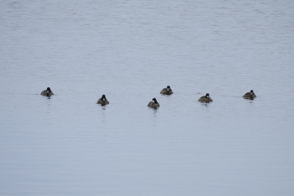 bergand - ML645302466