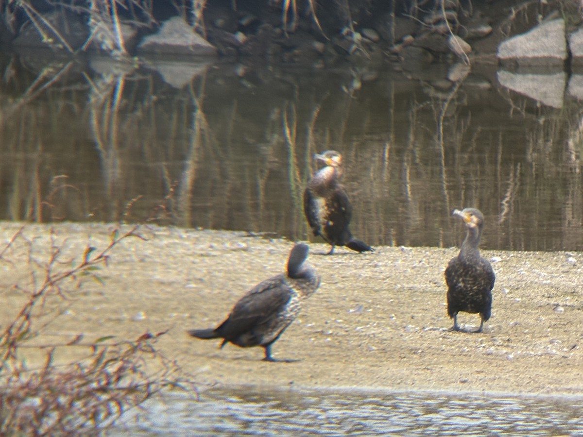 Great Cormorant - ML645302470