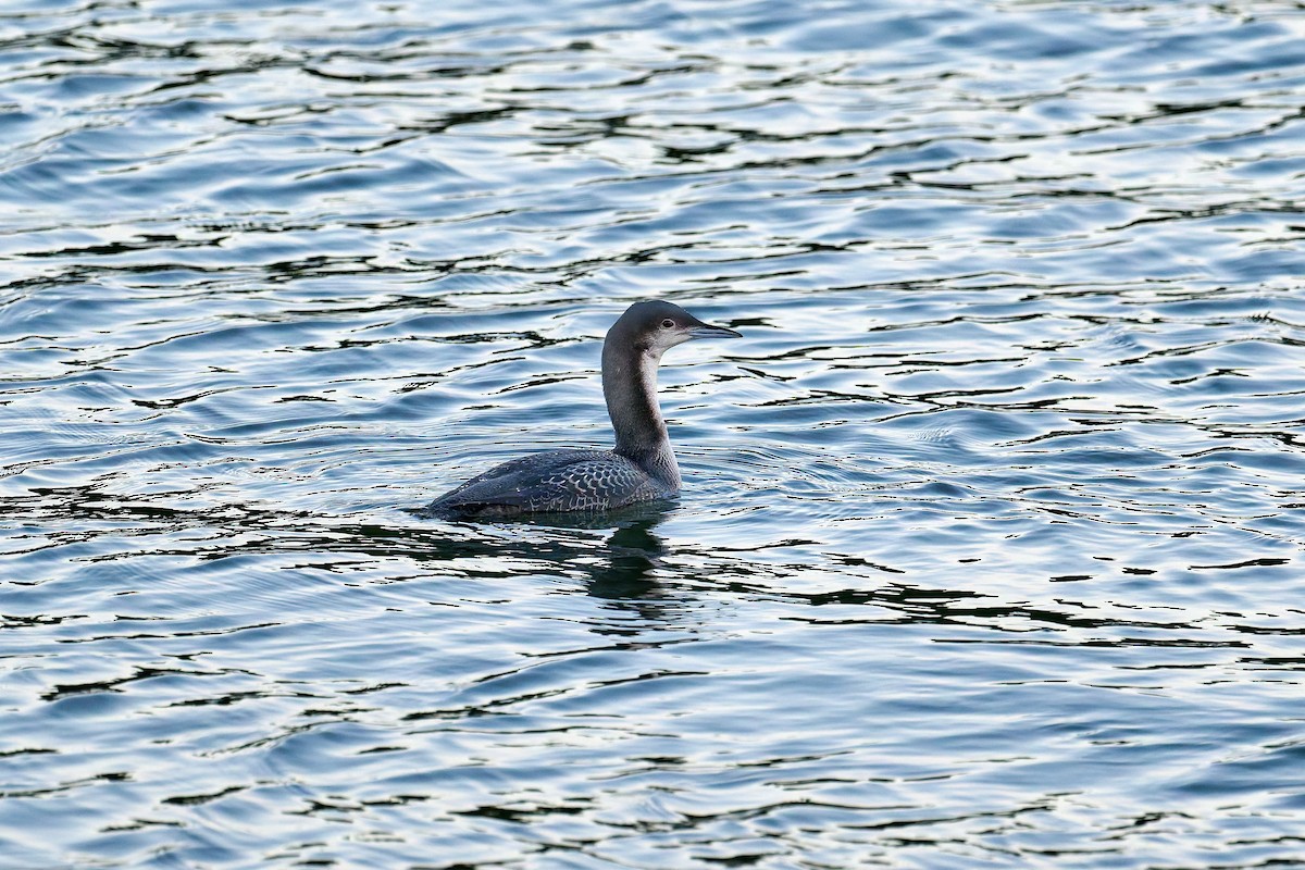 Pacific Loon - ML645302485
