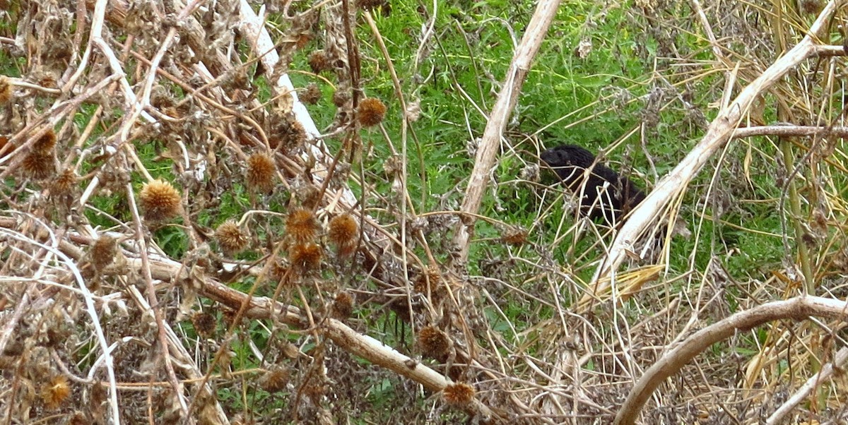 Groove-billed Ani - ML645302486