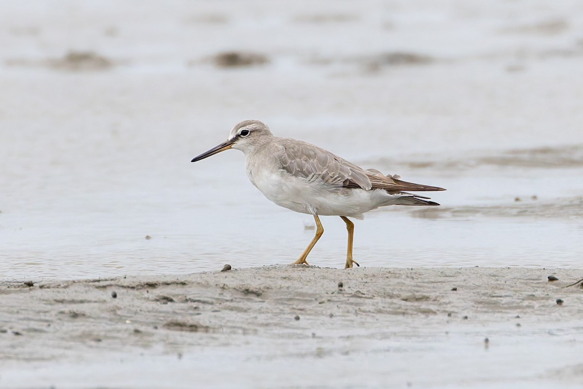 Playero Siberiano - ML645302493