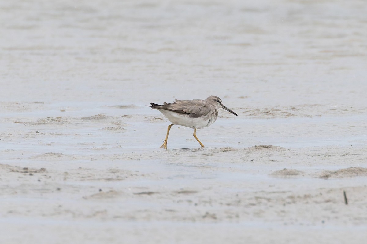 Playero Siberiano - ML645302494