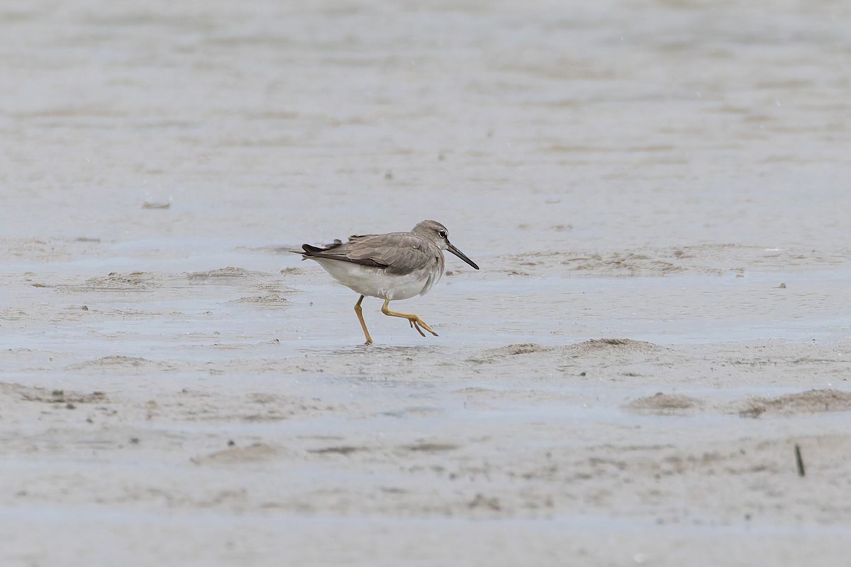 Playero Siberiano - ML645302495