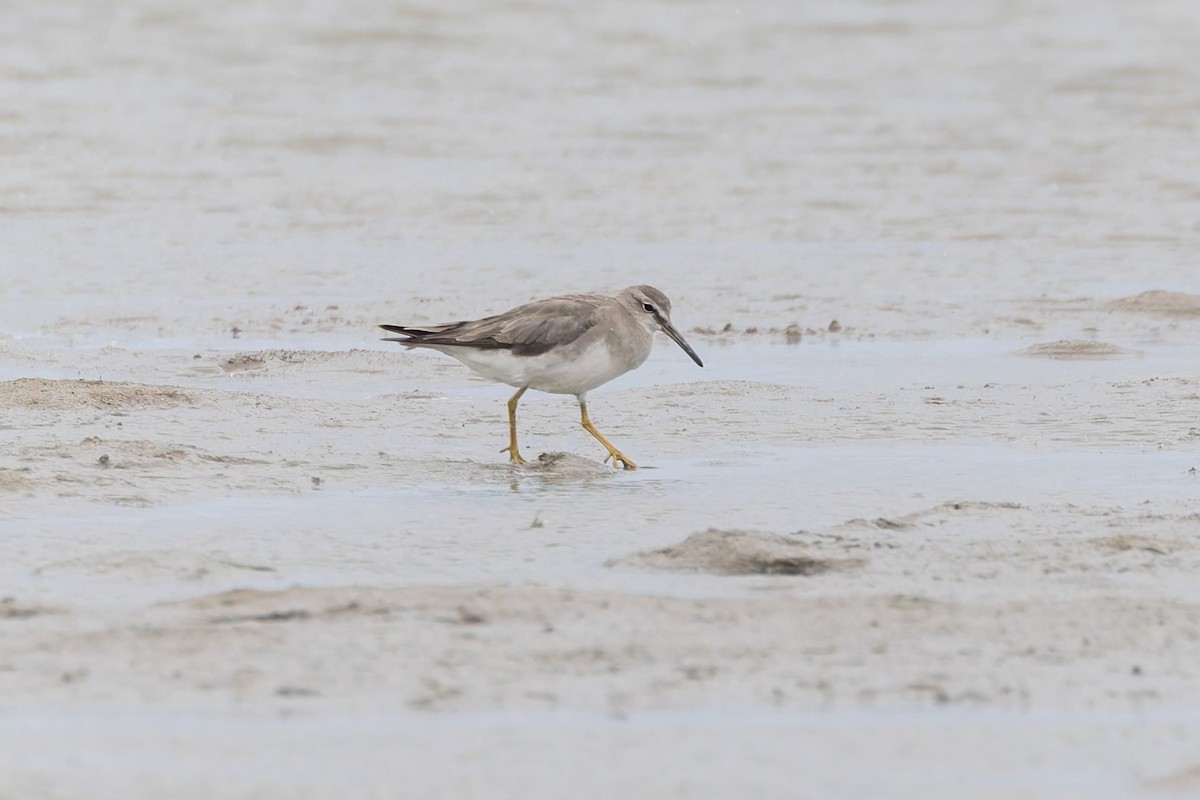 Playero Siberiano - ML645302496
