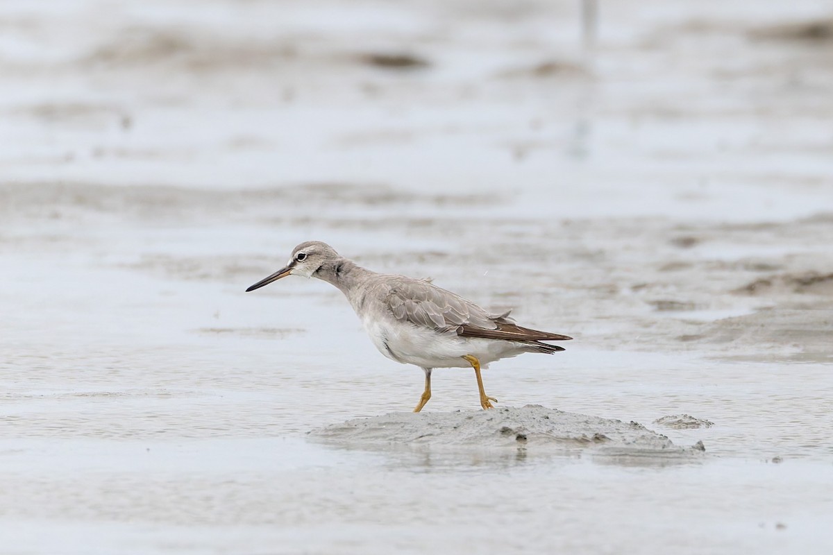 Playero Siberiano - ML645302497