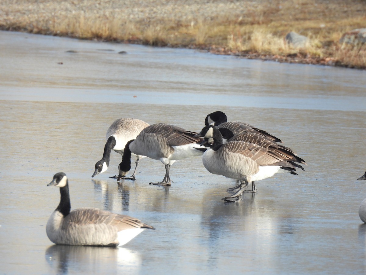 Barnacla Canadiense Grande - ML645302499