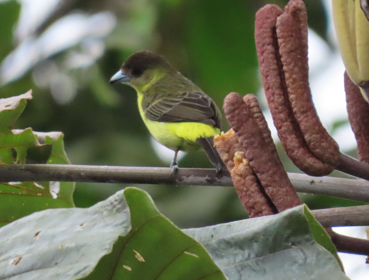 Flame-rumped Tanager - ML645302500