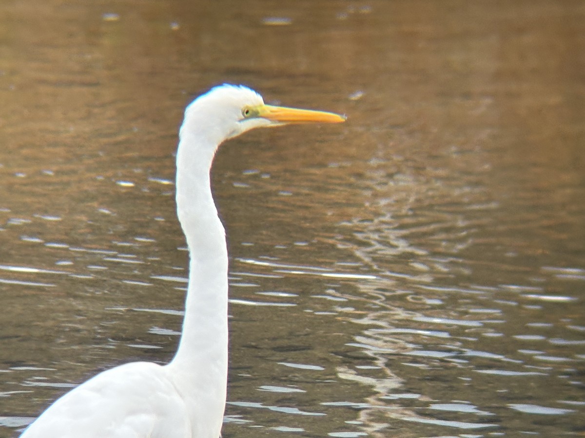 Great Egret - ML645302502